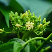 Gymnema Sylvestre ingredient used in MounjaMelt weight management supplement